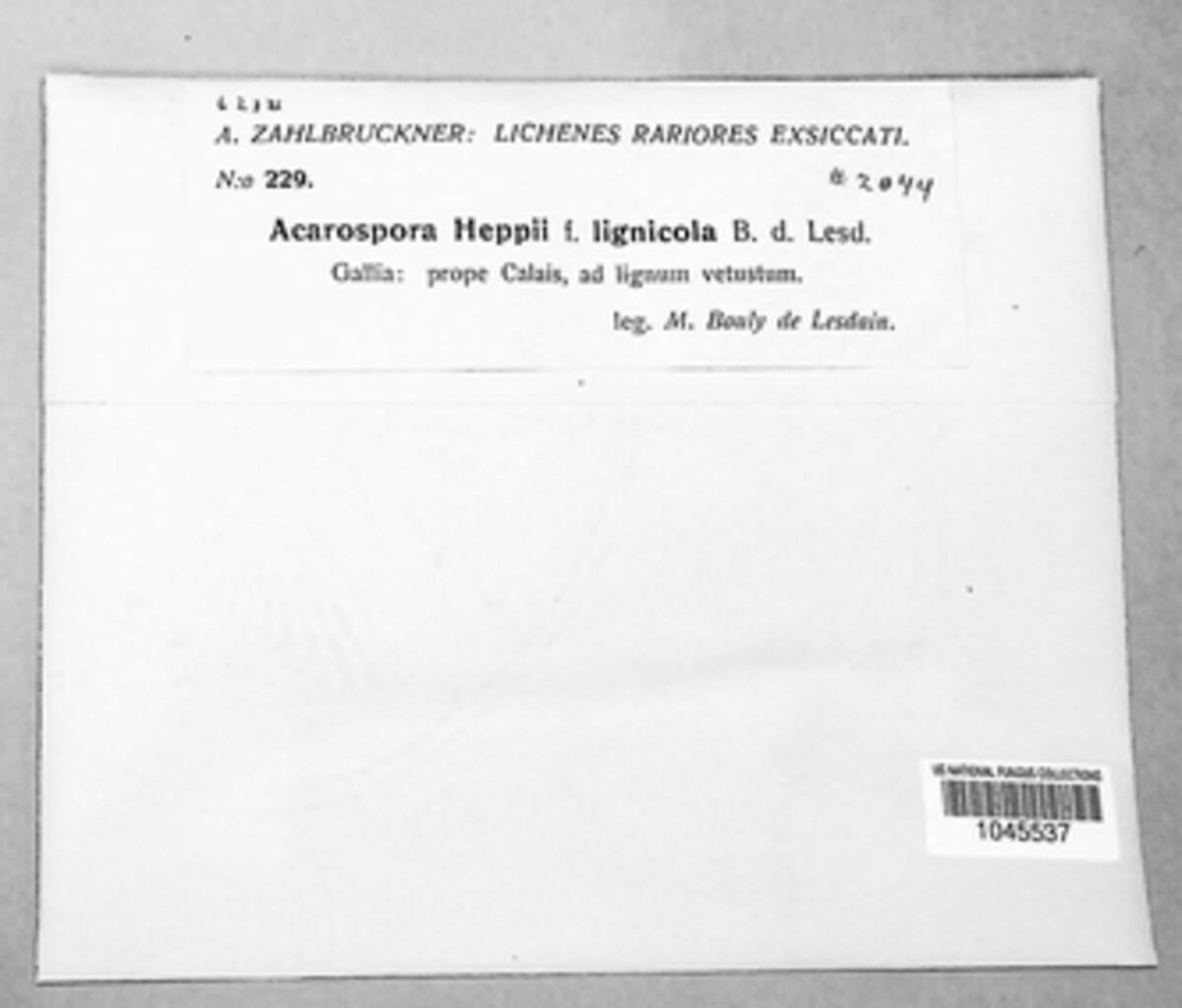 Caeruleum heppii image